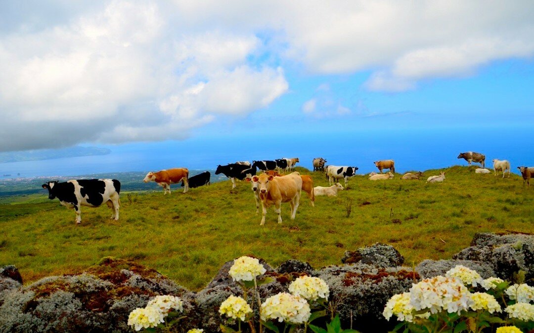 LES AÇORES – 12 bonnes raisons de visiter ces îles verdoyantes [THE GUARDIAN]